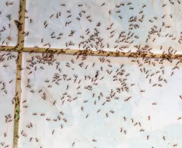 Pest Control for Ants