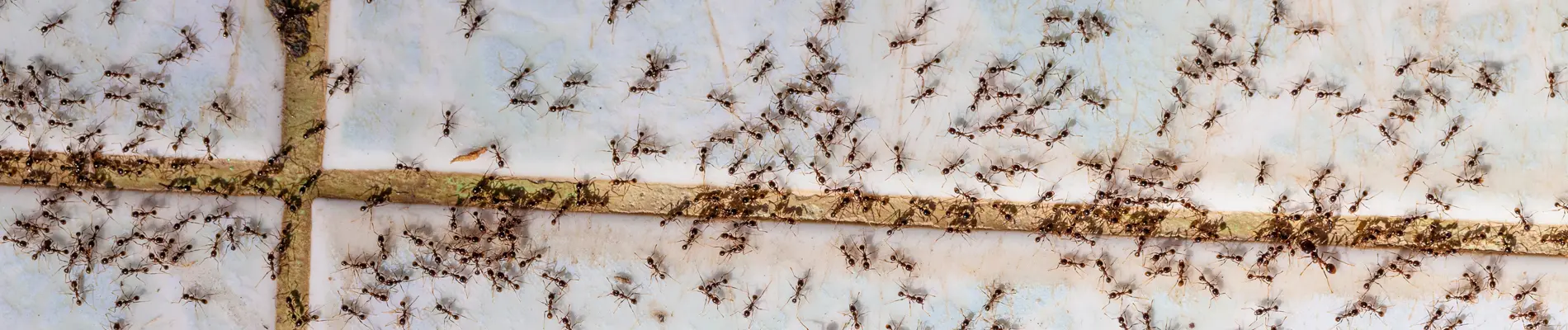 Pest Control for Ants